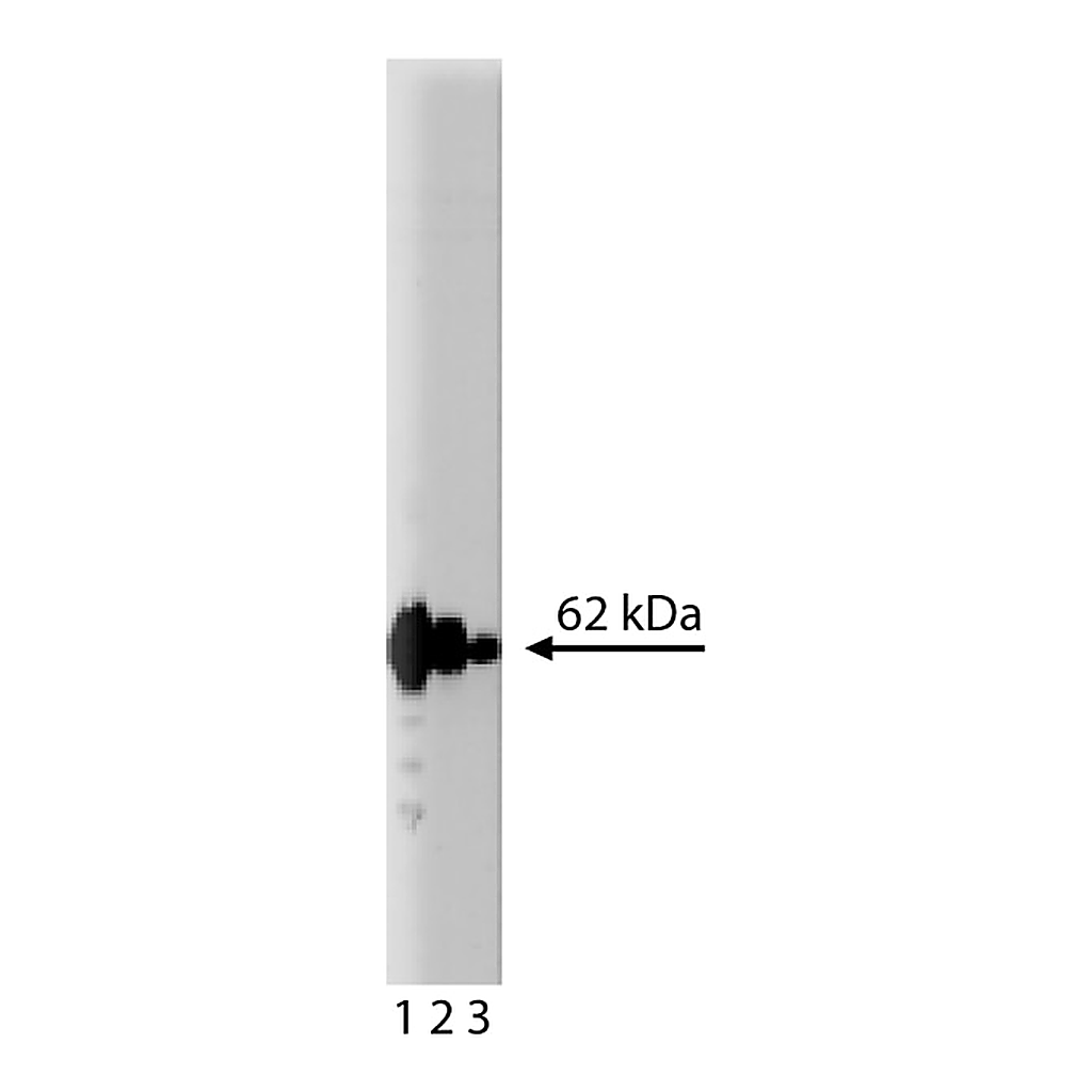 BD Purified Mouse Anti-p62 Ick ligand