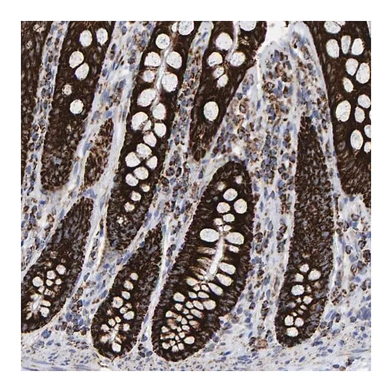 Merck Anti-MRPL12 antibody produced in rabbit