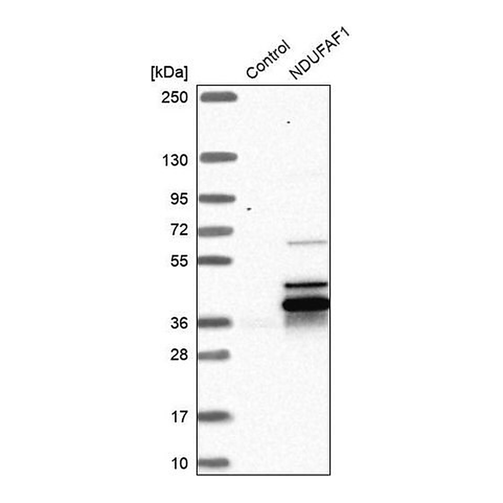 Merck Anti-NDUFAF1 antibody produced in rabbit