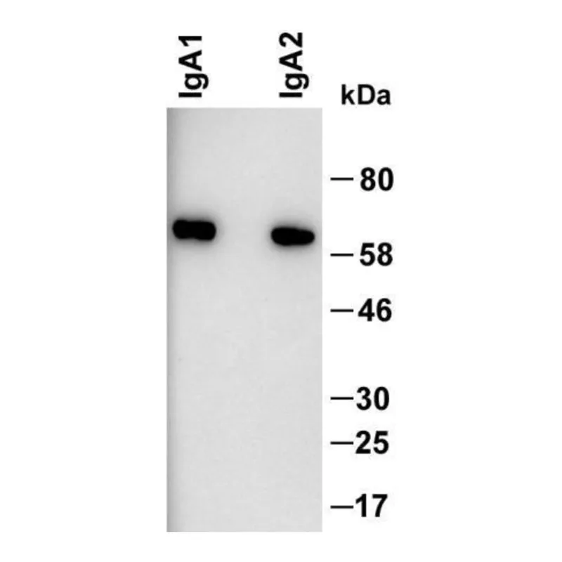 Thermo Fisher Scientific Mouse anti-Human IgA Secondary Antibody