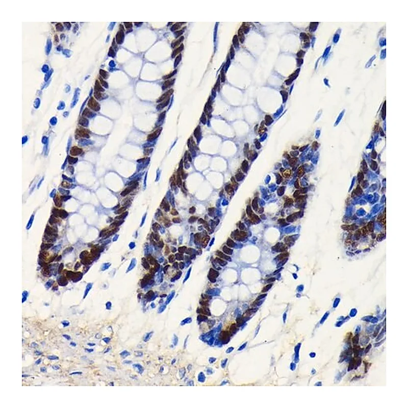 Merck Anti-SOX9 antibody produced in rabbit