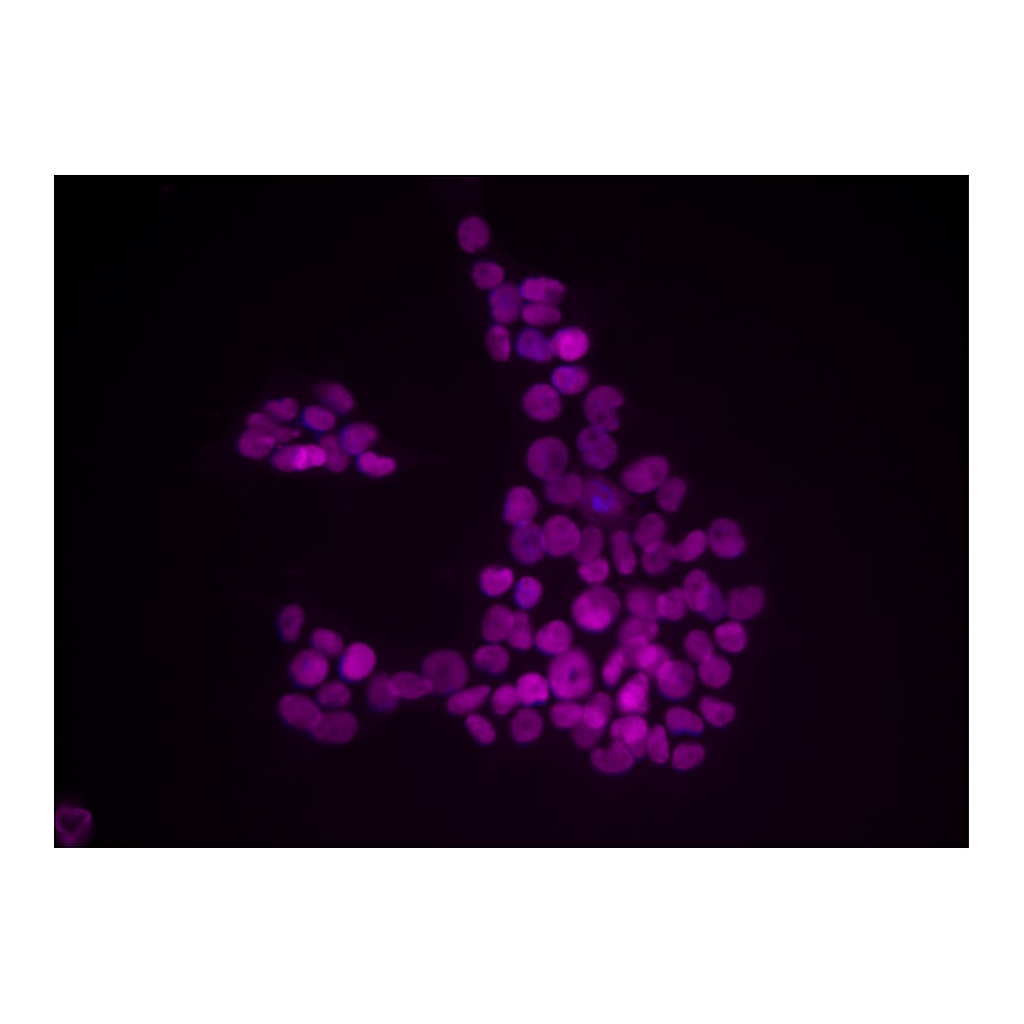 BD Alexa Fluor® 647 Mouse anti-Sox2
