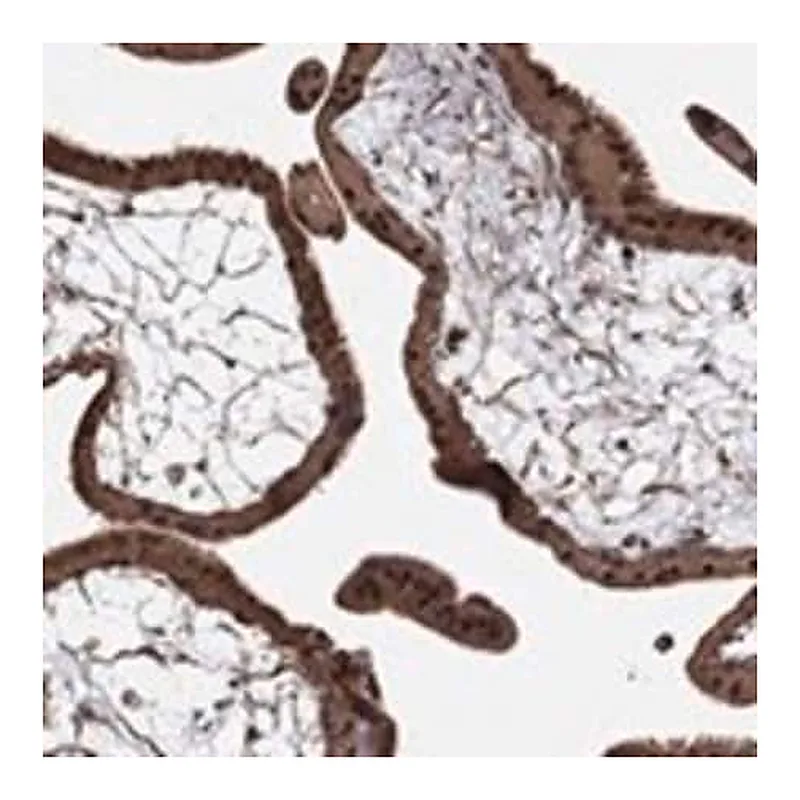 Merck Anti-ADM antibody produced in rabbit