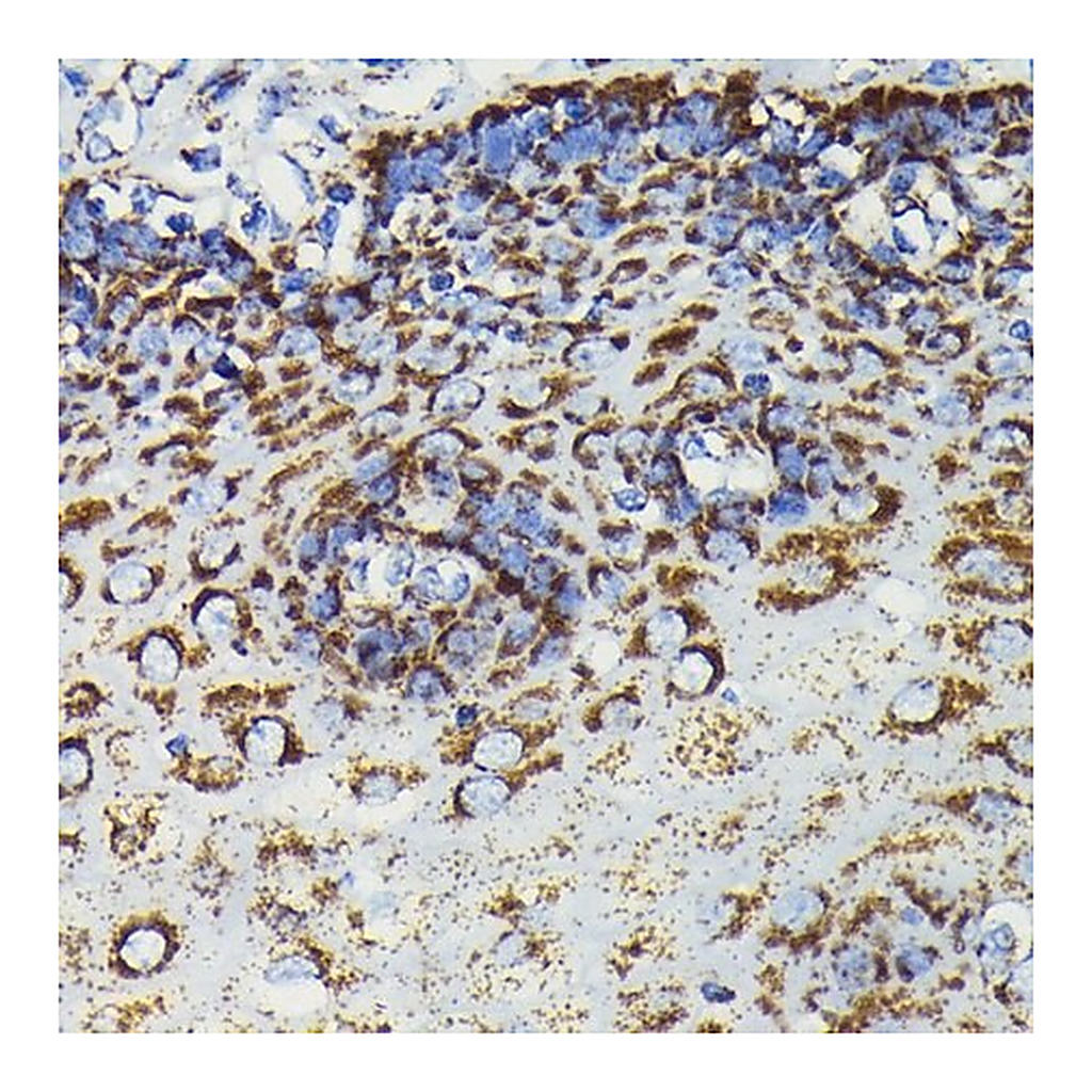 Merck Anti-SOD2 antibody produced in rabbit