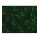 Merck Anti-TGN38 antibody produced in rabbit