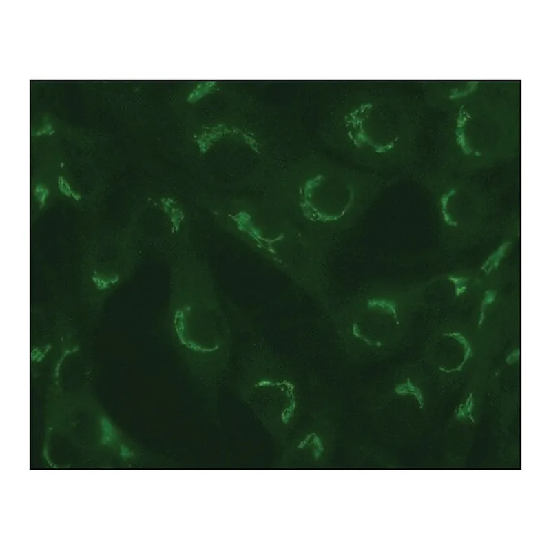 Merck Anti-TGN38 antibody produced in rabbit