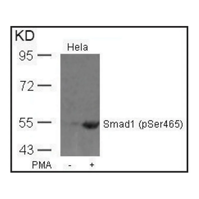 Merck Anti-phospho-SMAD1 (pSer465) antibody produced in rabbit