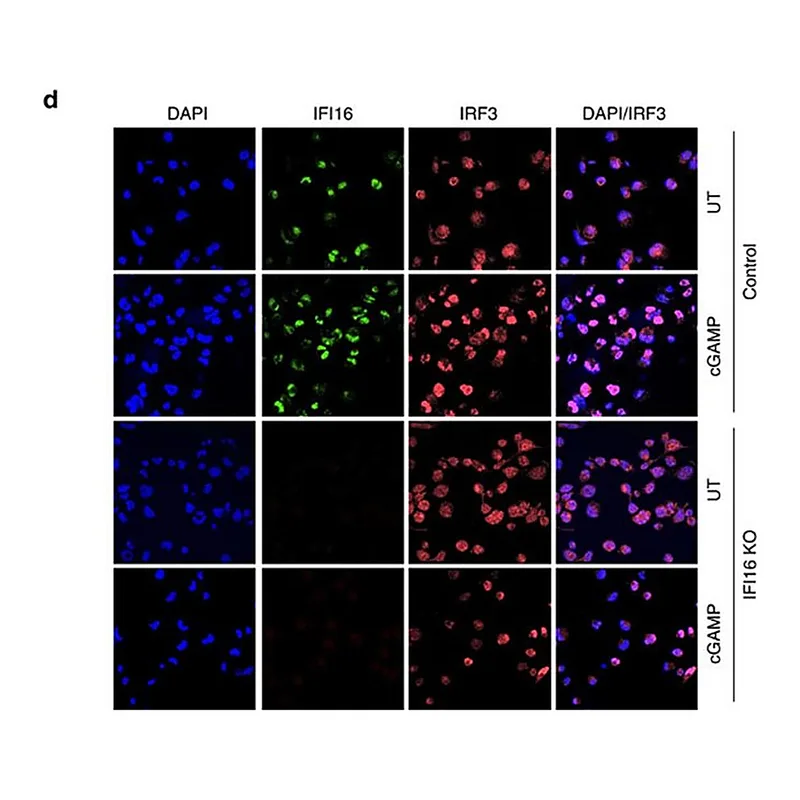 Thermo Fisher Scientific Donkey anti-Sheep IgG (H+L) Cross-Adsorbed Secondary Antibody, Alexa Fluor 568
