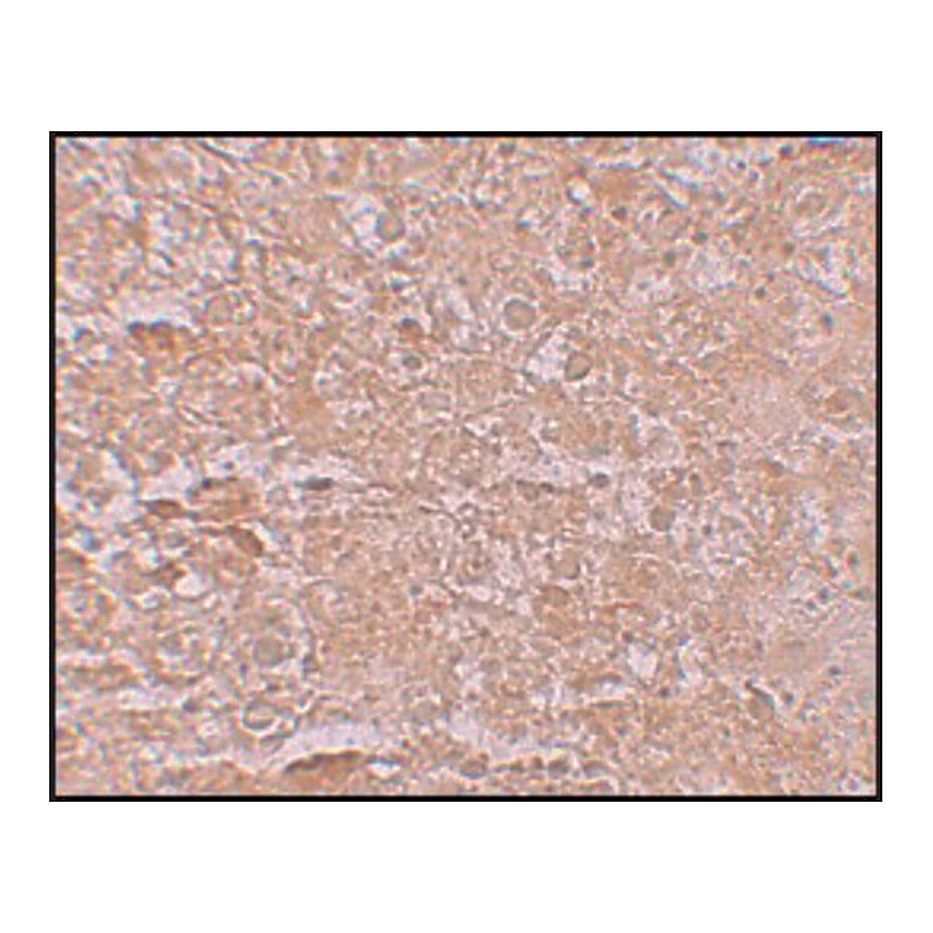 Merck Anti-ZIP14 antibody produced in rabbit