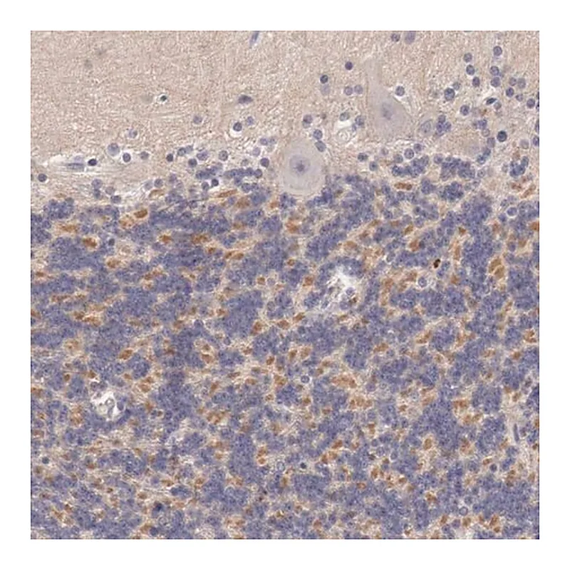 Merck Anti-KCND1 antibody produced in rabbit