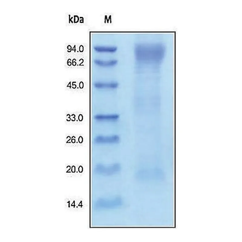 Merck HAVCR1/KIM1/TIM1 human