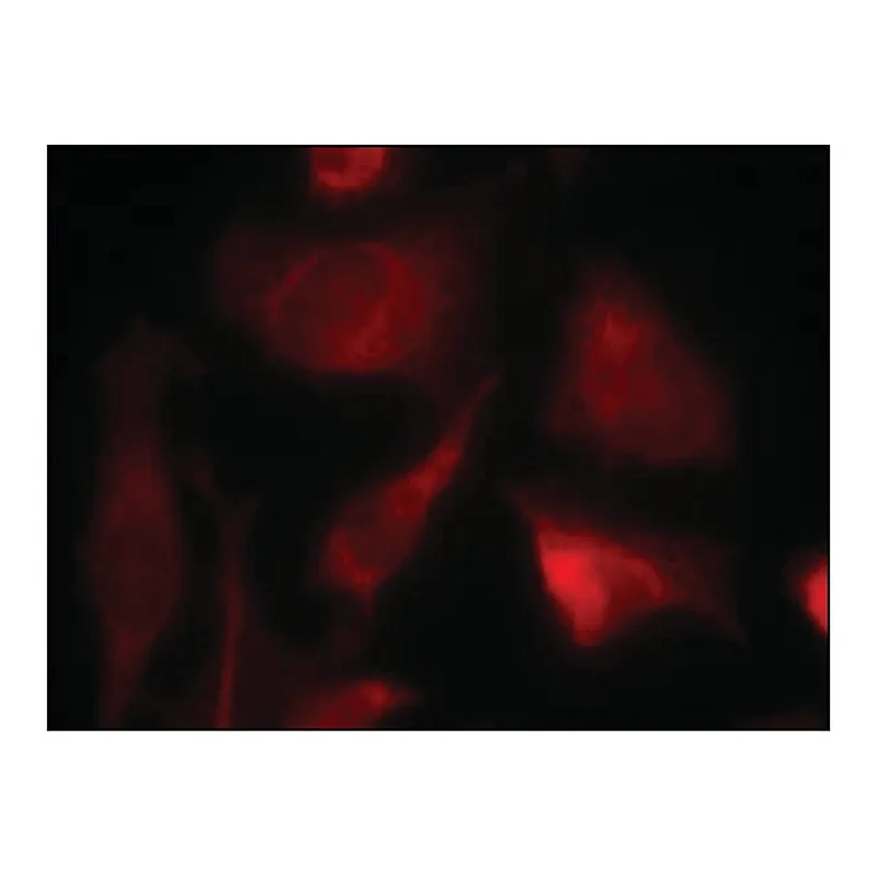 Merck Anti-SMAD2 (Ab-467) antibody produced in rabbit