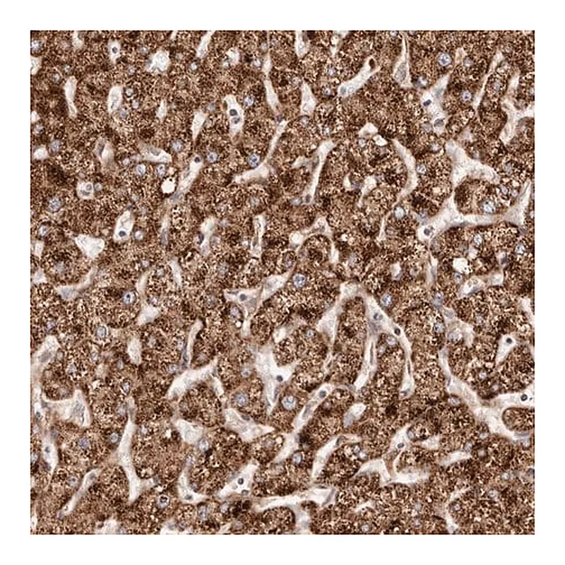 Merck Anti-APOL6 antibody produced in rabbit