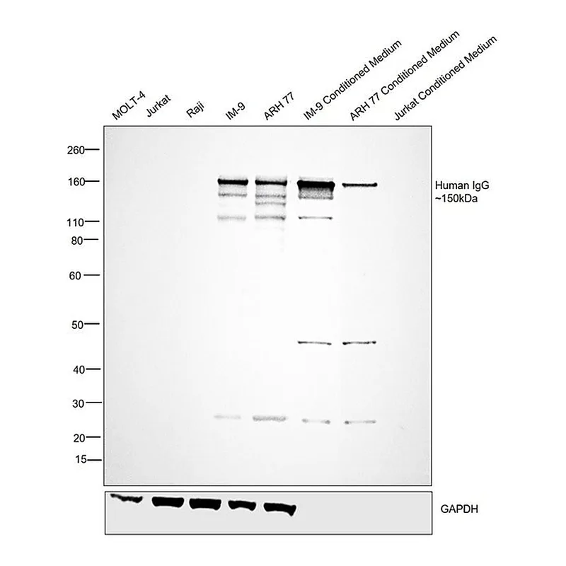 Thermo Fisher Scientific Rabbit anti-Human IgG (H+L) Secondary Antibody, Biotin