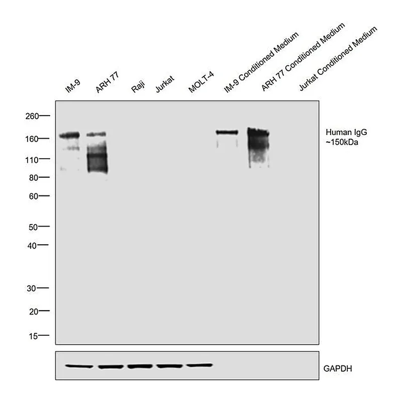 Thermo Fisher Scientific Goat anti-Human IgG Fc Highly Cross-Adsorbed Secondary Antibody, HRP