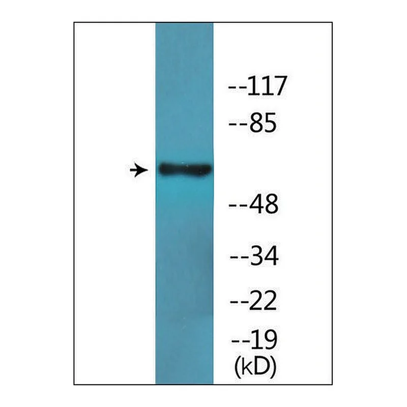 Merck Anti-phospho-SLP-76 (pTyr128) antibody produced in rabbit