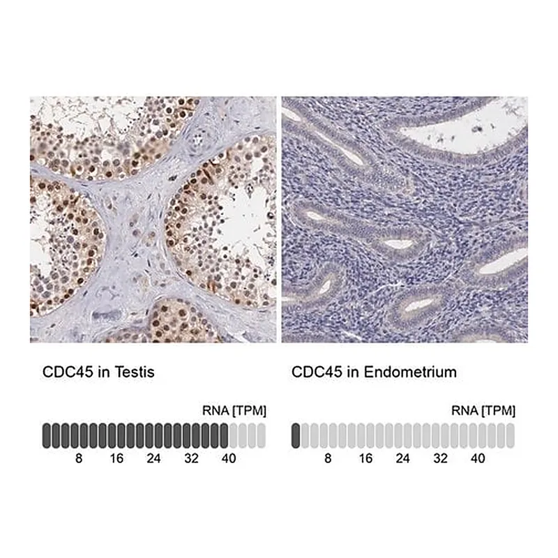 Merck ANTI-CDC45 antibody produced in rabbit