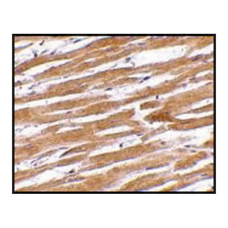 Merck Anti-GPVI (ab1) antibody produced in rabbit