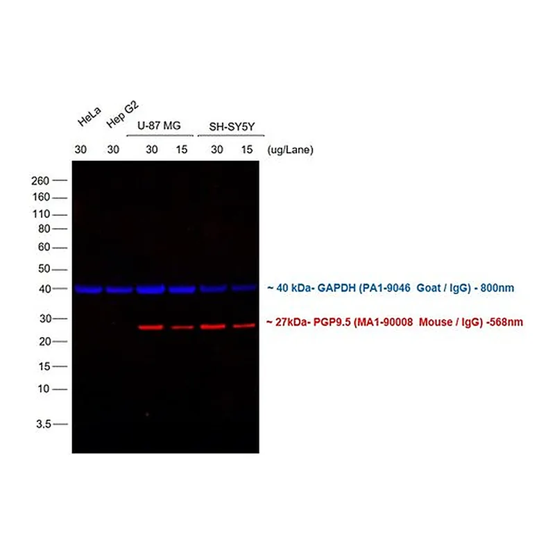 Thermo Fisher Scientific Rabbit anti-Mouse IgG (H+L) Cross-Adsorbed Secondary Antibody, Alexa Fluor 568