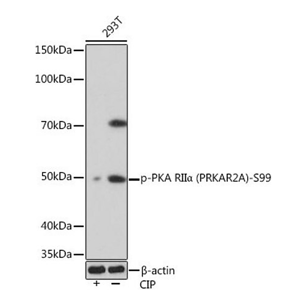 Merck Anti-Phospho-PKA RIIalpha (PRKAR2A)-S99 antibody produced in rabbit