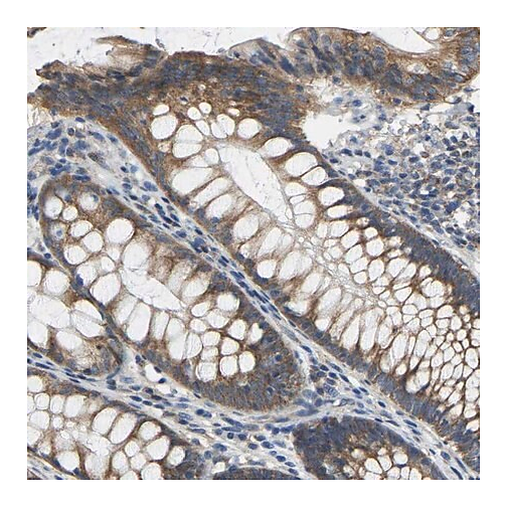 Merck Anti-AHNAK antibody produced in rabbit