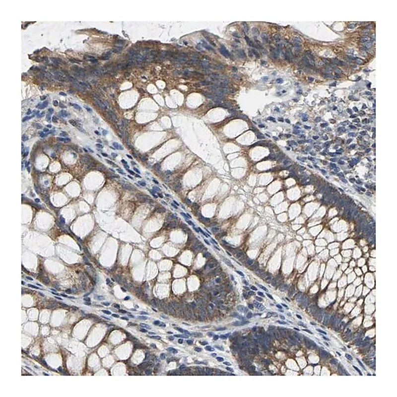 Merck Anti-AHNAK antibody produced in rabbit
