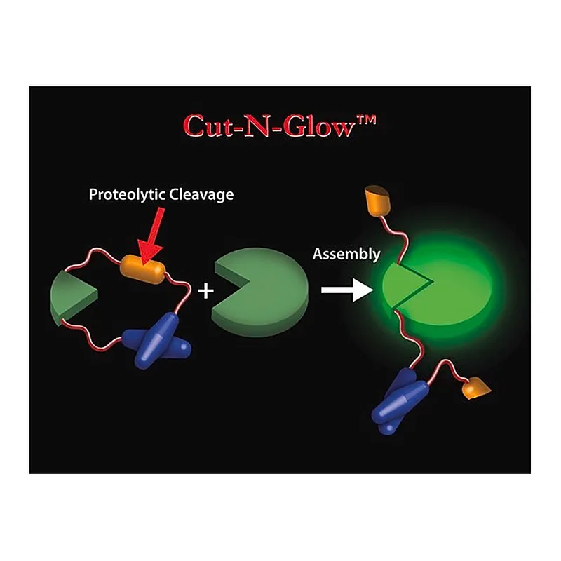 Merck HIV Protease Activity Detection Kit