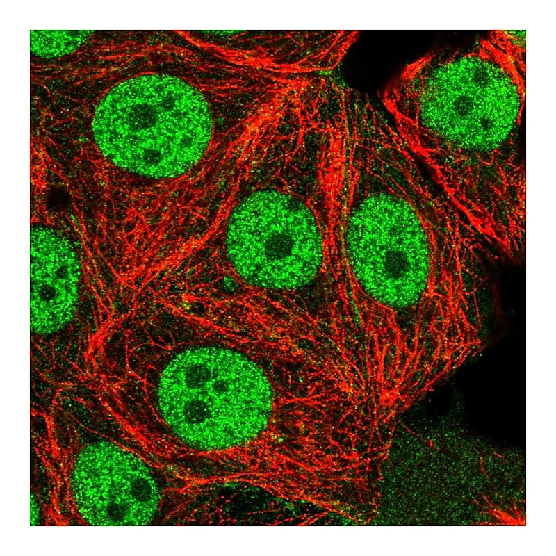 Atlas Antibodies Anti-USF1 Antibody