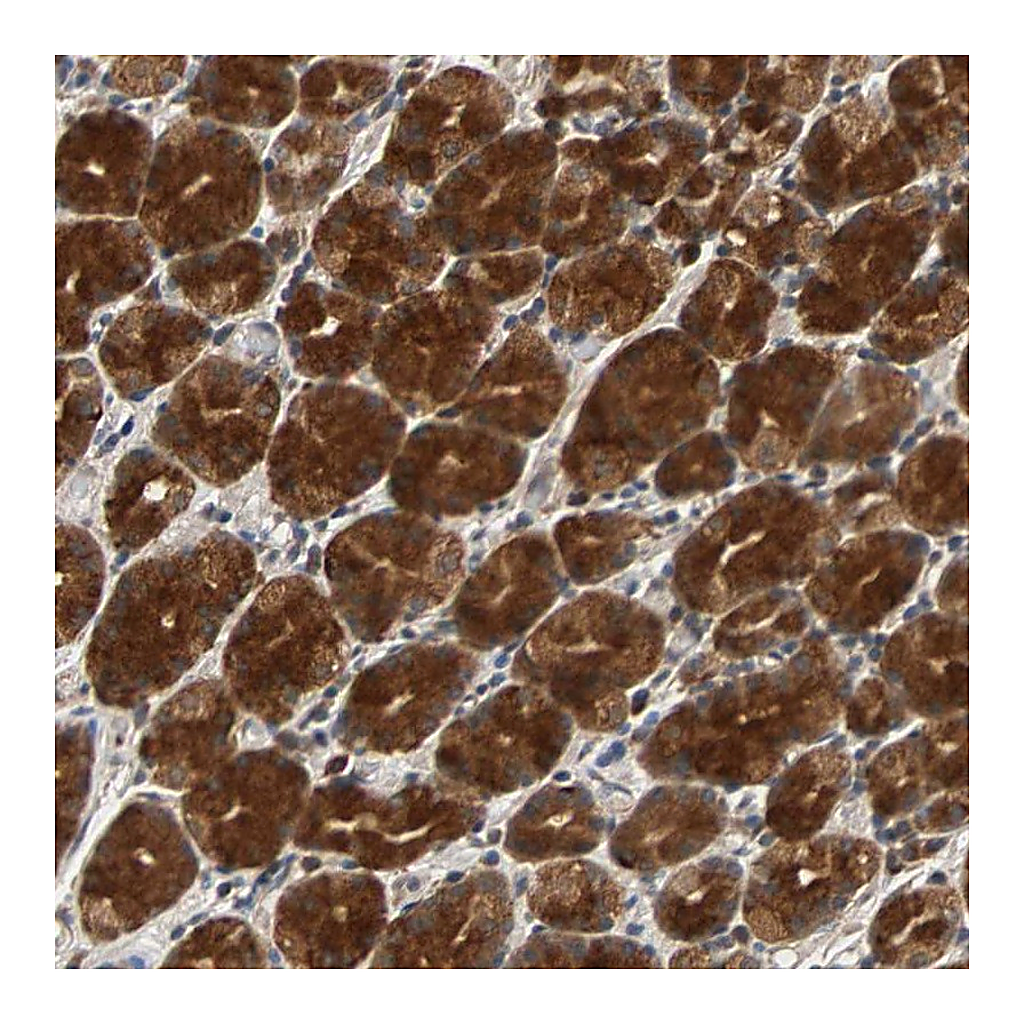 Atlas Antibodies Anti-USP31 Antibody