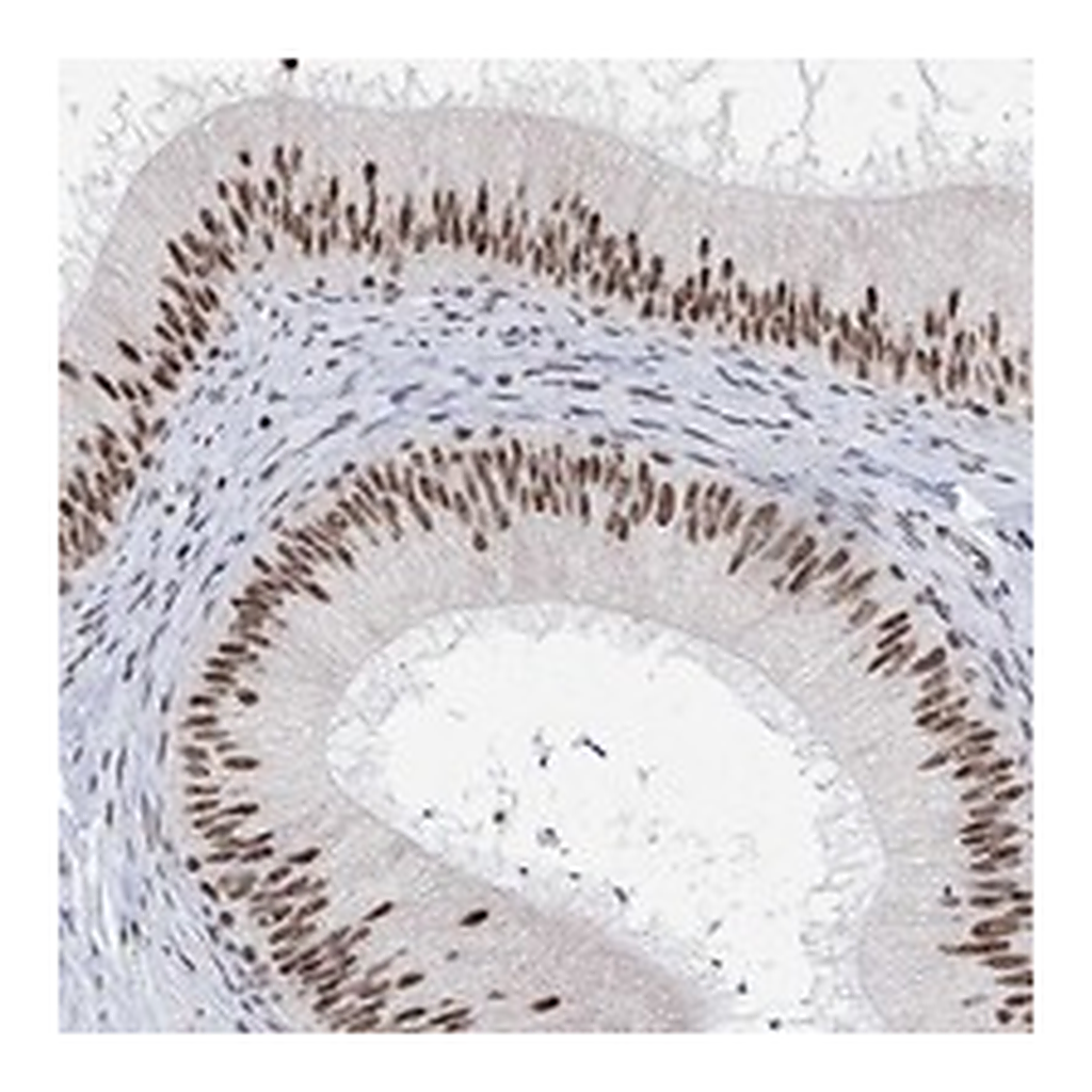 Atlas Antibodies Anti-USP39 Antibody