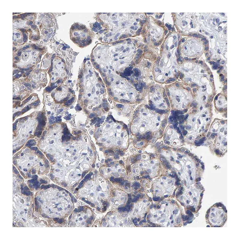 Atlas Antibodies Anti-USP43 Antibody