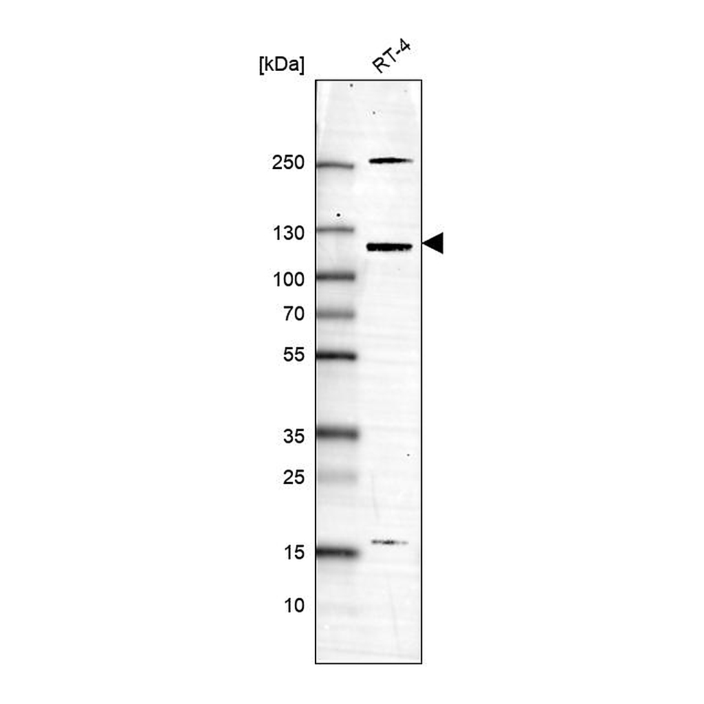 Atlas Antibodies Anti-USP43 Antibody