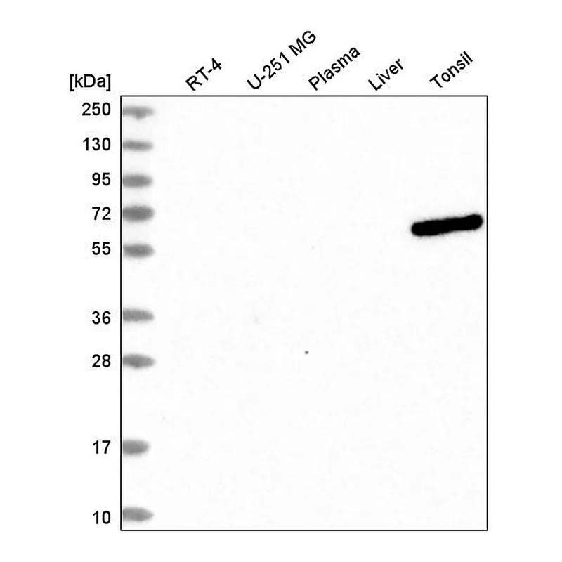 Atlas Antibodies Anti-UTP3 Antibody