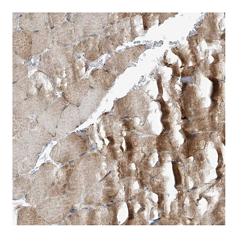 Atlas Antibodies Anti-VAMP5 Antibody