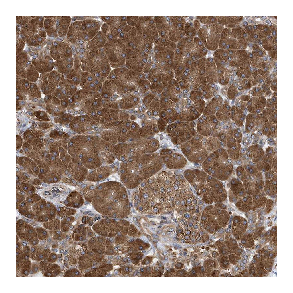 Atlas Antibodies Anti-VAMP7 Antibody