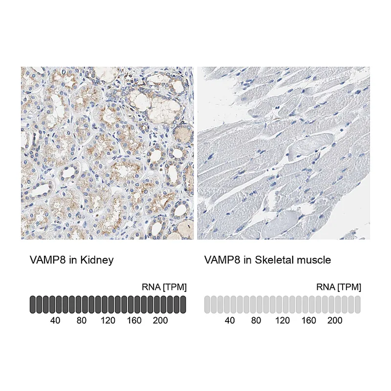 Atlas Antibodies Anti-VAMP8 Antibody