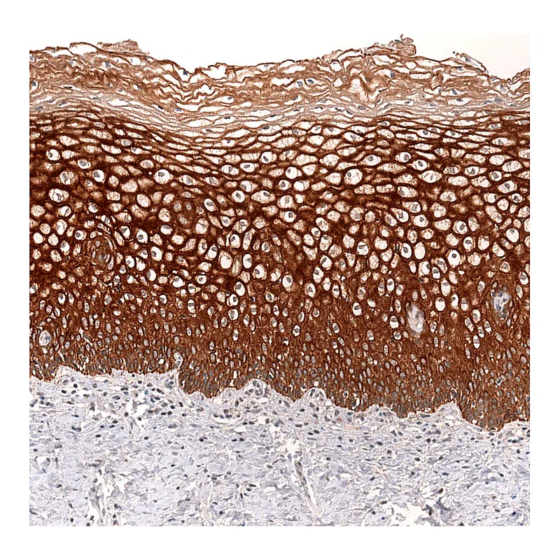 Atlas Antibodies Anti-VANGL2 Antibody