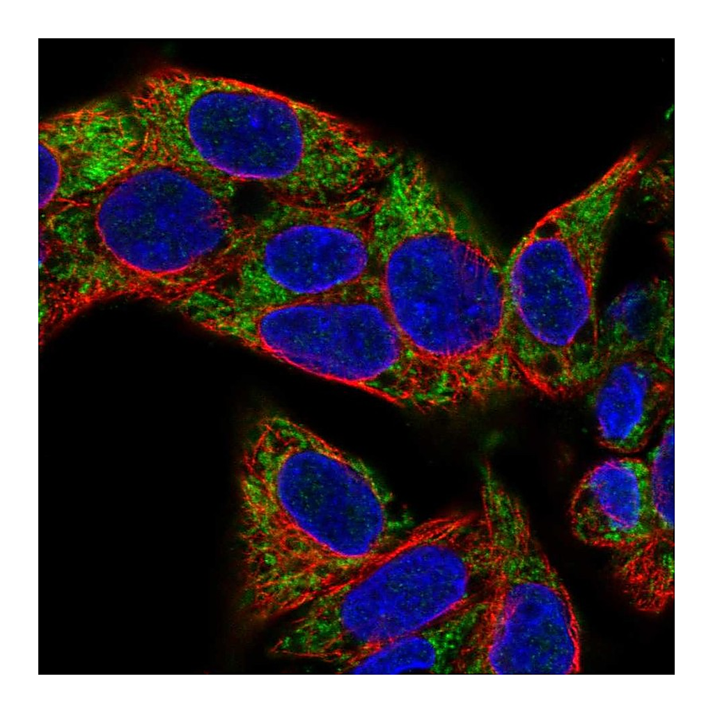 Atlas Antibodies Anti-VARS2 Antibody