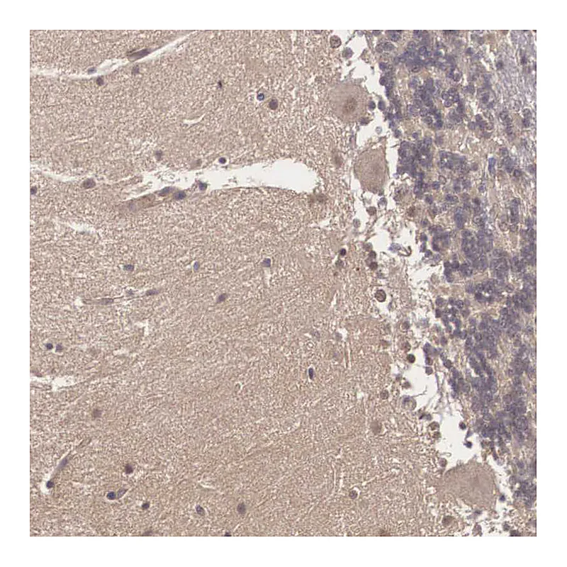 Atlas Antibodies Anti-VASH1 Antibody