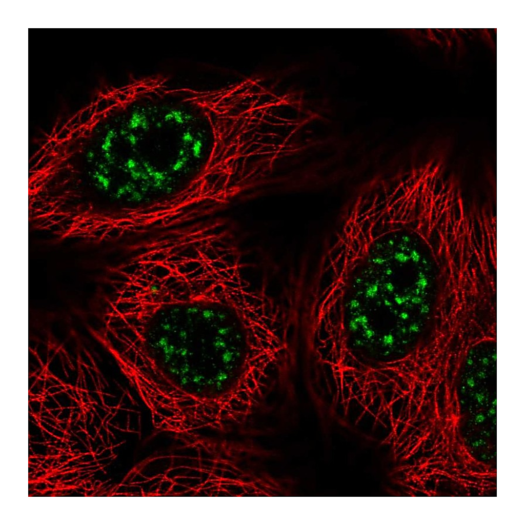 Atlas Antibodies Anti-VAX2 Antibody