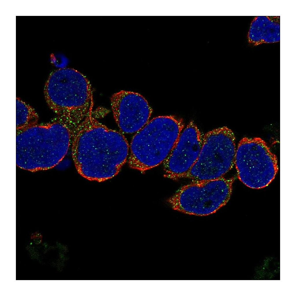 Atlas Antibodies Anti-VCPKMT Antibody
