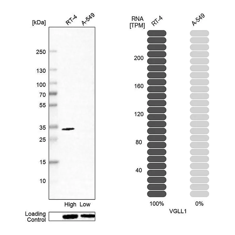 Atlas Antibodies Anti-VGLL1 Antibody