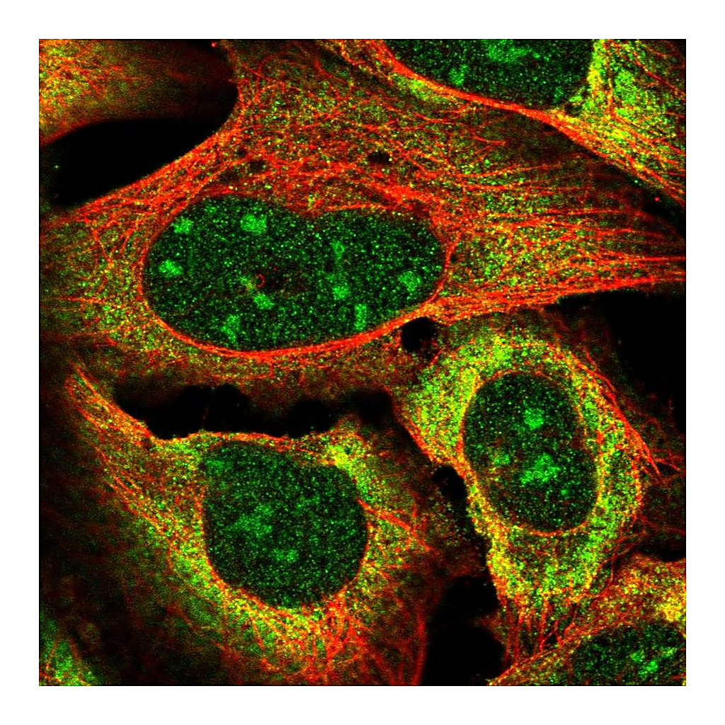 Atlas Antibodies Anti-VGLL3 Antibody