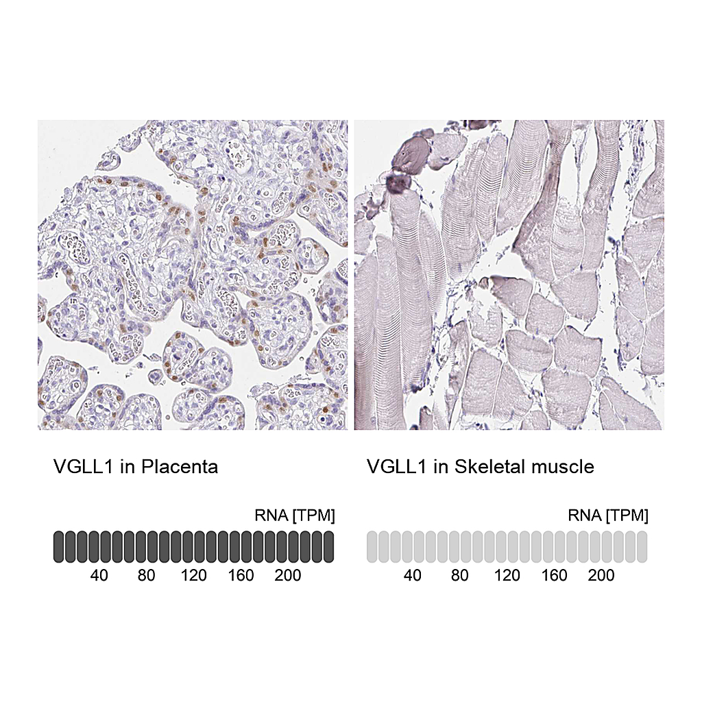Atlas Antibodies Anti-VGLL1 Antibody