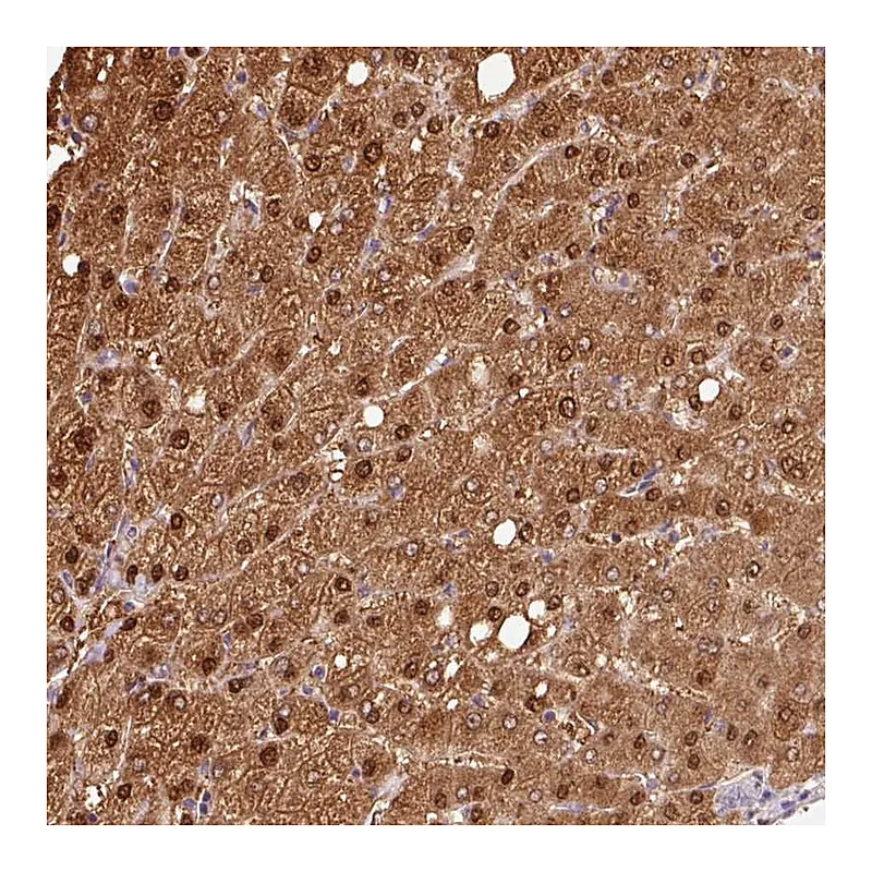 Atlas Antibodies Anti-VN1R2 Antibody