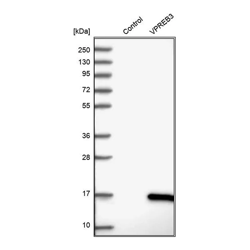 Atlas Antibodies Anti-VPREB3 Antibody