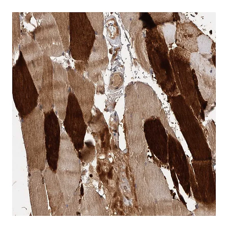 Atlas Antibodies Anti-VN1R4 Antibody