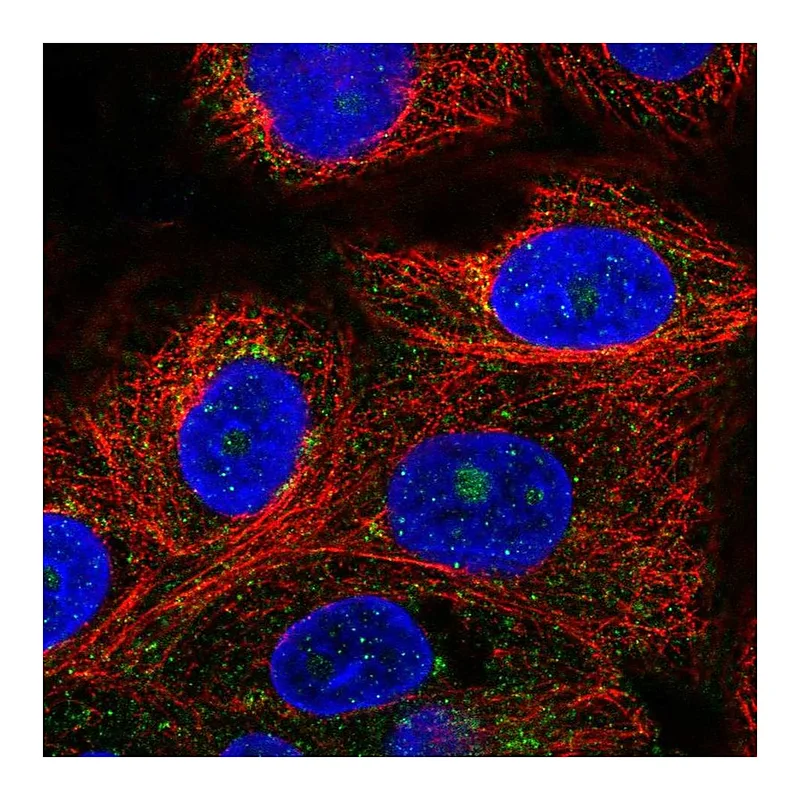 Atlas Antibodies Anti-VPS51 Antibody