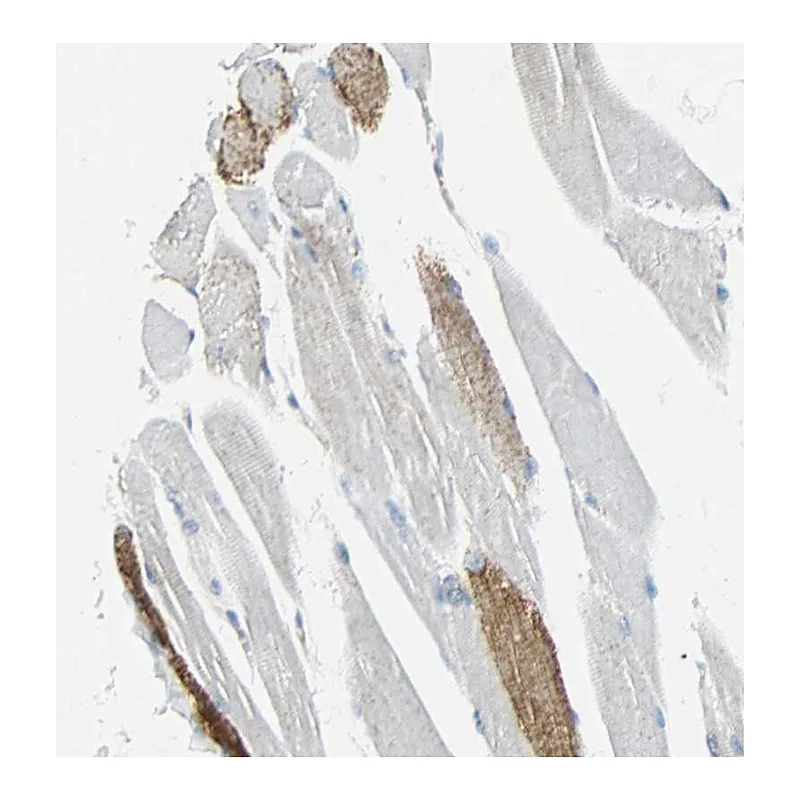 Atlas Antibodies Anti-VPS9D1 Antibody