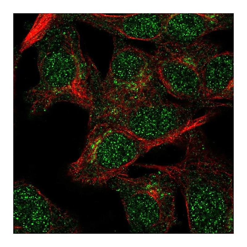 Atlas Antibodies Anti-VPS54 Antibody